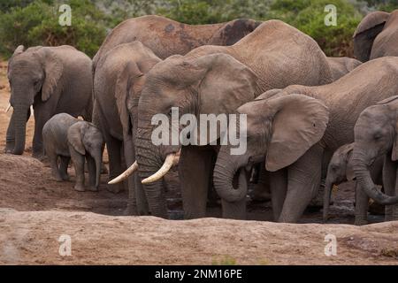 Afrikanische Elefanten (Loxodonta africana), die an einem Wasserloch im Addo Elephant National Park, Westkap, Südafrika, trinken Stockfoto