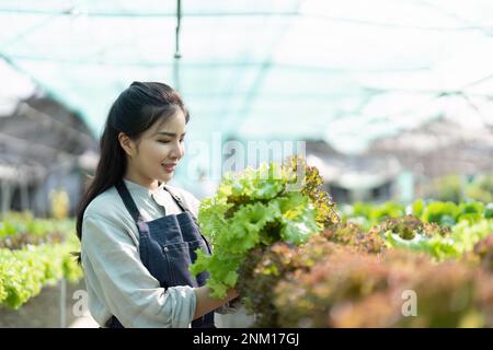 Asiatische Frauen bauen Hydrokultur-Gemüse in Gewächshäusern an. Kontrolle der Qualität landwirtschaftlicher Erzeugnisse. Moderne Bewirtschaftungskonzepte mit Hilfe von Modern Stockfoto