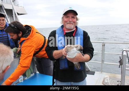 Im Stellwagen Bank National Marine Sanctuary verfolgen Forscher die Aktivität von Seevögeln wie dieses große Scherwasser von Dr. David Wiley Ca. 11. September 2014 Stockfoto