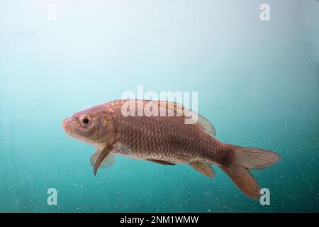 Karpfen-Nahaufnahme Stockfoto