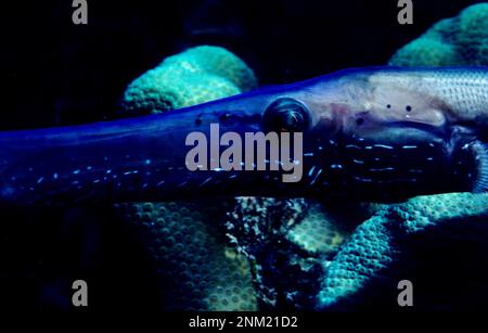 Nahaufnahme des Westatlantischen Trompetenfischs (Aulostomus maculatus), Karibisches Meer, 2013 Stockfoto