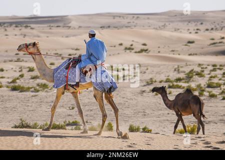 Tilal Swaihan, Abu Dhabi - 24./02./2023, Kamel, Landschaft während des Vorbereitungstests der Abu Dhabi Desert Challenge 2023, 2. Runde der Saison 2023 W2RC, vom 24. Bis 25. Februar 2023 in Tilal Swaihan, Abu Dhabi - Photo Julien Delfosse / DPPI Stockfoto