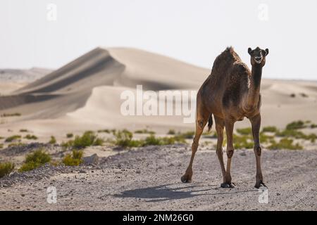 Tilal Swaihan, Abu Dhabi - 24./02./2023, Kamel, Landschaft während des Vorbereitungstests der Abu Dhabi Desert Challenge 2023, 2. Runde der Saison 2023 W2RC, vom 24. Bis 25. Februar 2023 in Tilal Swaihan, Abu Dhabi - Photo Julien Delfosse / DPPI Stockfoto