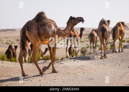 Tilal Swaihan, Abu Dhabi - 24./02./2023, Kamel, Landschaft während des Vorbereitungstests der Abu Dhabi Desert Challenge 2023, 2. Runde der Saison 2023 W2RC, vom 24. Bis 25. Februar 2023 in Tilal Swaihan, Abu Dhabi - Photo Julien Delfosse / DPPI Stockfoto