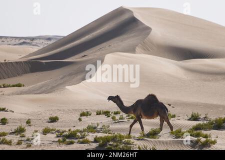 Tilal Swaihan, Abu Dhabi - 24./02./2023, Kamel, Landschaft während des Vorbereitungstests der Abu Dhabi Desert Challenge 2023, 2. Runde der Saison 2023 W2RC, vom 24. Bis 25. Februar 2023 in Tilal Swaihan, Abu Dhabi - Photo Julien Delfosse / DPPI Stockfoto