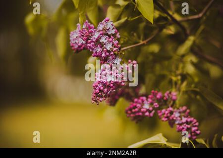 Wunderschöne rosa duftende Fliederblumen blühen im Frühling auf den jungen Zweigen eines Busches mit grünen Blättern. Die Schönheit der Natur. Stockfoto