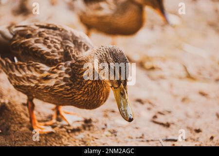 Zwei süße Enten mit braunem Gefieder laufen am schlammigen Ufer des Teiches entlang. Flusstiere. Stockfoto