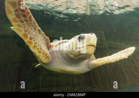 England, Dorset, Bournemouth, Bournemouth Oceanarium, Unterwassertunnel, Schwimmende Schildkröte Stockfoto