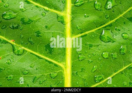 Nahaufnahme eines tropischen Mandelblattes (Terminalia catappa) mit Regentropfen. Florianopolis, Santa Catarina, Brasilien. Stockfoto