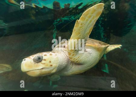 England, Dorset, Bournemouth, Bournemouth Oceanarium, Unterwassertunnel, Schwimmende Schildkröte Stockfoto