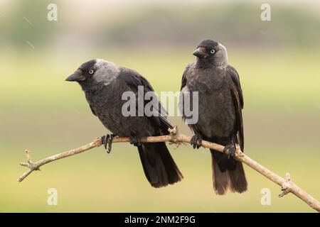 Die westliche Jackdaw (Coloeus monedula) (Eurasische Jackdaw), die europäische Jackdaw. Vogelpaar sitzt auf dem Ast mit grünem und gelbem Hintergrund. Es Regnet Stockfoto