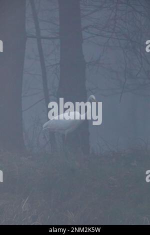 Großer weißer Reiher im Nebel und die Sümpfe des Flusses Werra Stockfoto