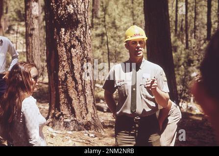 1970er Amerika: Mitglieder der South Pine Association nehmen an einer Führung durch ein Waldbewirtschaftungsgebiet Teil ca. 1972 Stockfoto