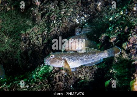 Die Round Goby ist eine invasive Art, die versehentlich in zahlreiche Gebiete, darunter den St. Lawrence River, eingeführt wurde Stockfoto