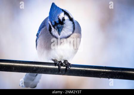 Blue jay stand im Winter in der Nähe einer Vogelzucht. Stockfoto