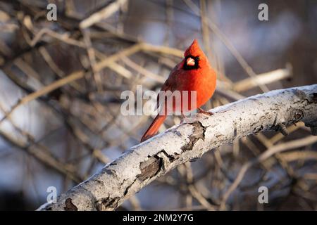 Der nördliche Kardinal thront im Winter in der Nähe eines Vogelzubringers. Stockfoto