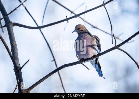 Die trauernde Taube in einem wunderschönen Nachmittagslicht. Stockfoto