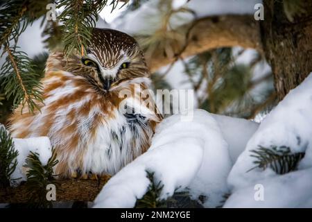 Nördliche Sägeeule thront und ruht während eines Wintermorgens. Stockfoto