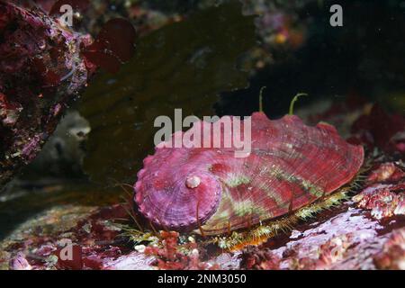 Pinto Abalone, wie dieses im Monterey Bay National Marine Sanctuary, ist auf ihre wunderschönen Muscheln angewiesen, um sich vor Raubtieren wie Seeottern, Fischen und Krabben zu schützen. 17. Januar 2012 Stockfoto