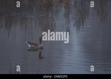 Wilde Gans in den Sümpfen und Nebel des Flusses Werra Stockfoto