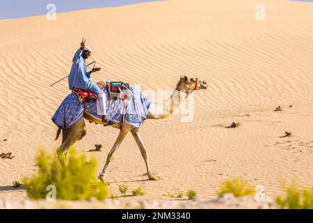 Tilal Swaihan, Abu Dhabi - 24./02./2023, Kamele, Chameaux während des Vorbereitungstests der Abu Dhabi Desert Challenge 2023, 2. Runde der Saison 2023 W2RC, vom 24. Bis 25. Februar 2023 in Tilal Swaihan, Abu Dhabi - Photo Bastien Roux / DPPI Stockfoto