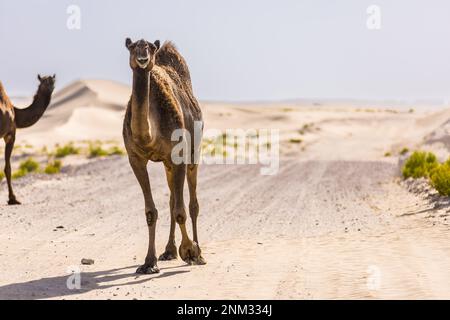 Tilal Swaihan, Abu Dhabi - 24./02./2023, Kamele, Chameaux während des Vorbereitungstests der Abu Dhabi Desert Challenge 2023, 2. Runde der Saison 2023 W2RC, vom 24. Bis 25. Februar 2023 in Tilal Swaihan, Abu Dhabi - Photo Bastien Roux / DPPI Stockfoto