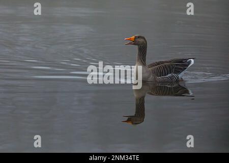 Wilde Gans in den Sümpfen und Nebel des Flusses Werra Stockfoto