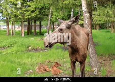 Europäisches Moosekalb, Alces alces, auch bekannt als Elch, in Schweden Stockfoto