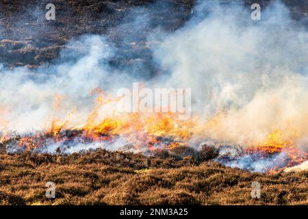 Das kontrollierte Verbrennen von Heidemoorland (Segel- oder Muirburn-Gebiet) an den Hängen von Sgor Mor südlich von Braemar, Aberdeenshire, Schottland, Vereinigtes Königreich Stockfoto