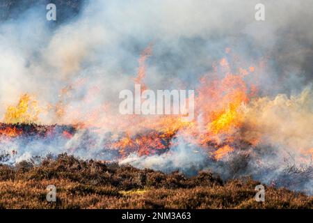 Das kontrollierte Verbrennen von Heidemoorland (Segel- oder Muirburn-Gebiet) an den Hängen von Sgor Mor südlich von Braemar, Aberdeenshire, Schottland, Vereinigtes Königreich Stockfoto