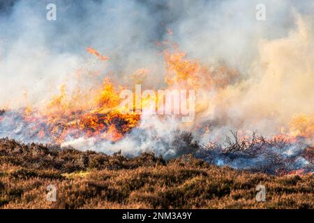 Das kontrollierte Verbrennen von Heidemoorland (Segel- oder Muirburn-Gebiet) an den Hängen von Sgor Mor südlich von Braemar, Aberdeenshire, Schottland, Vereinigtes Königreich Stockfoto