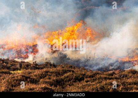 Das kontrollierte Verbrennen von Heidemoorland (Segel- oder Muirburn-Gebiet) an den Hängen von Sgor Mor südlich von Braemar, Aberdeenshire, Schottland, Vereinigtes Königreich Stockfoto