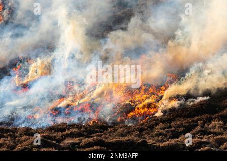 Das kontrollierte Verbrennen von Heidemoorland (Segel- oder Muirburn-Gebiet) an den Hängen von Sgor Mor südlich von Braemar, Aberdeenshire, Schottland, Vereinigtes Königreich Stockfoto