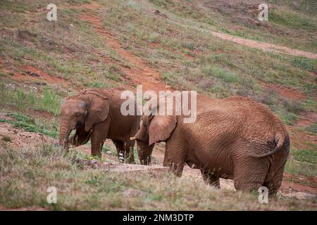 Elefantenweibchen mit ihrem Kalb auf der Wiese. Mutter und Sohn, Tochter, grün, einsam, keine Menschen, Liebe, Schutz, Verwandtschaft Stockfoto