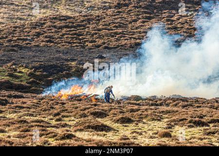 Das kontrollierte Verbrennen von Heidemoorland (Segel- oder Muirburn-Gebiet) an den Hängen von Sgor Mor südlich von Braemar, Aberdeenshire, Schottland, Vereinigtes Königreich Stockfoto