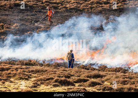 Das kontrollierte Verbrennen von Heidemoorland (Segel- oder Muirburn-Gebiet) an den Hängen von Sgor Mor südlich von Braemar, Aberdeenshire, Schottland, Vereinigtes Königreich Stockfoto