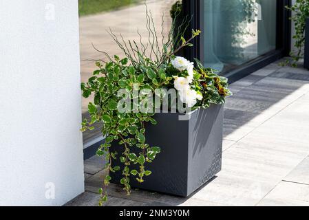 Begonia und Coleus plectrantus stehen auf der Terrasse in einem großen Topf auf Rädern. Stockfoto