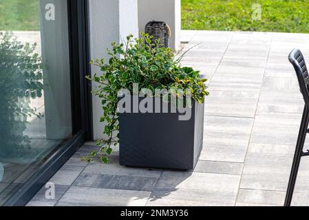 Begonia und Coleus plectrantus stehen auf der Terrasse in einem großen Topf auf Rädern. Stockfoto