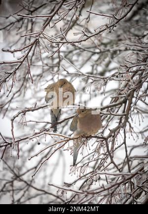 Zwei Tauben in einem eisbedeckten Baum Stockfoto