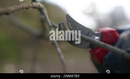 Extreme Nahaufnahme einer Hand eines Junglandwirts mit einer Schere zum Schneiden von Ästen Stockfoto