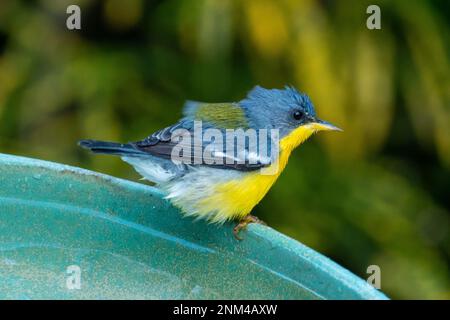 Tropical Parula (Setophaga pitiayumi) ist ein kleiner New World-Waldsänger. Es ist ein kleiner Singvögel. Stockfoto