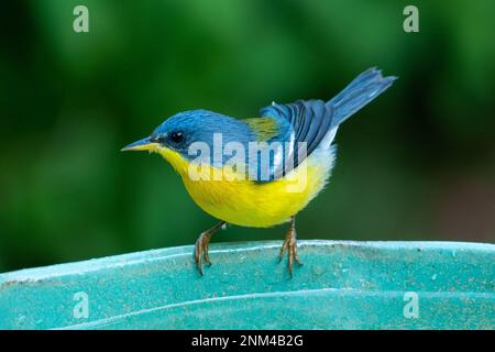 Tropical Parula (Setophaga pitiayumi) ist ein kleiner New World-Waldsänger. Es ist ein kleiner Singvögel. Stockfoto