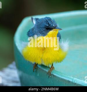 Tropical Parula (Setophaga pitiayumi) ist ein kleiner New World-Waldsänger. Es ist ein kleiner Singvögel. Stockfoto