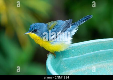 Tropical Parula (Setophaga pitiayumi) ist ein kleiner New World-Waldsänger. Es ist ein kleiner Singvögel. Stockfoto