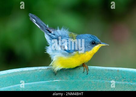 Tropical Parula (Setophaga pitiayumi) ist ein kleiner New World-Waldsänger. Es ist ein kleiner Singvögel. Stockfoto