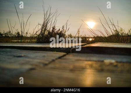 Ein Drohnenfoto von ausgedehnten Sommersumpfen mit gewundenen Bächen, hohem Schilf und Gräsern sowie grünen und braunen Feuchtgebieten. Das natürliche, ruhige Natu einfangen Stockfoto