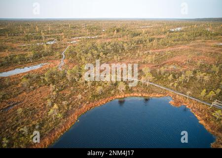 Ein Drohnenfoto von ausgedehnten Sommersumpfen mit gewundenen Bächen, hohem Schilf und Gräsern sowie grünen und braunen Feuchtgebieten. Das natürliche, ruhige Natu einfangen Stockfoto