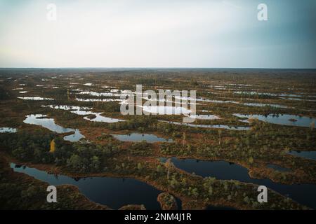 Ein Drohnenfoto von ausgedehnten Sommersumpfen mit gewundenen Bächen, hohem Schilf und Gräsern sowie grünen und braunen Feuchtgebieten. Das natürliche, ruhige Natu einfangen Stockfoto