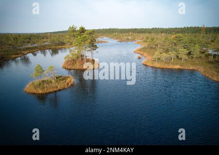 Ein Drohnenfoto von ausgedehnten Sommersumpfen mit gewundenen Bächen, hohem Schilf und Gräsern sowie grünen und braunen Feuchtgebieten. Das natürliche, ruhige Natu einfangen Stockfoto