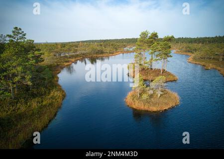 Ein Drohnenfoto von ausgedehnten Sommersumpfen mit gewundenen Bächen, hohem Schilf und Gräsern sowie grünen und braunen Feuchtgebieten. Das natürliche, ruhige Natu einfangen Stockfoto